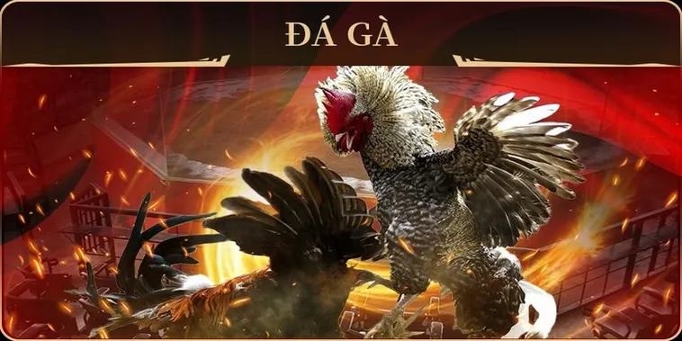 Hướng Dẫn Chơi Đá Gà GA28 Tại 78Win Chắc Thắng Mọi Kèo