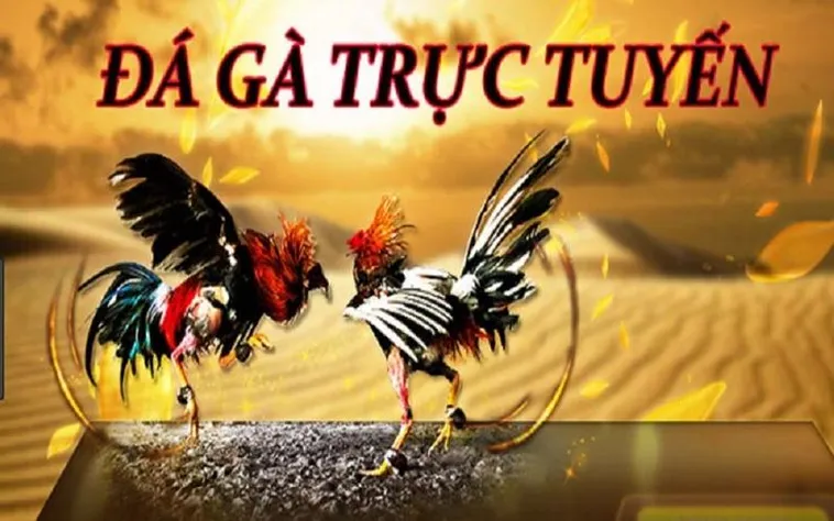 Đá Gà 78Win Trực Tiếp Đỉnh Cao Chinh Phục Mọi Kèo Cược